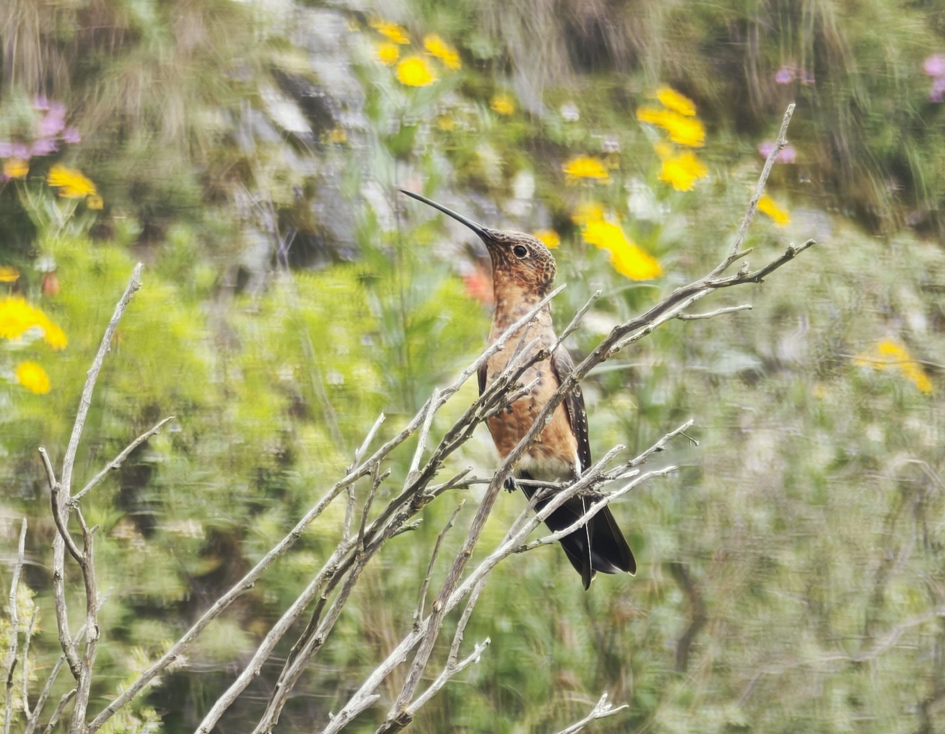 Colibrí andino gigante